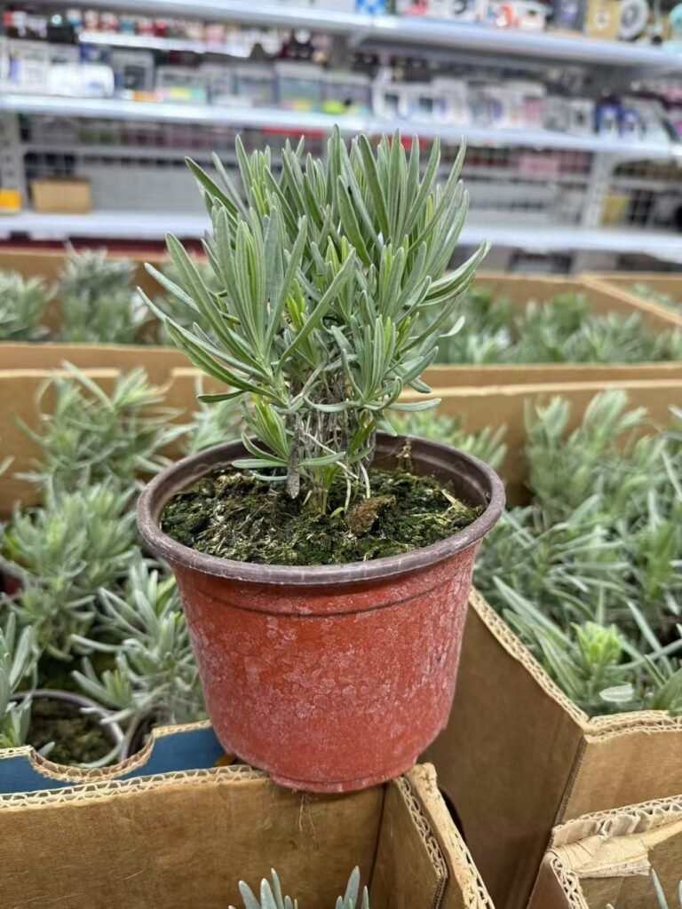 Lavanda mala
