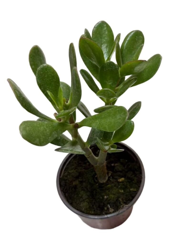 Krasula velika