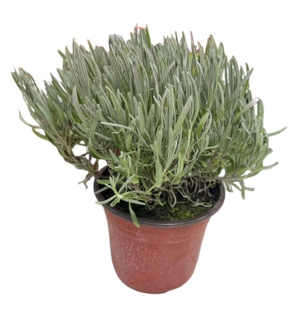 Lavanda velika