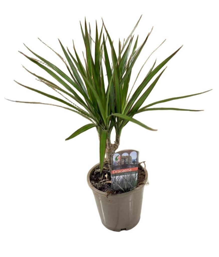 Dracena
