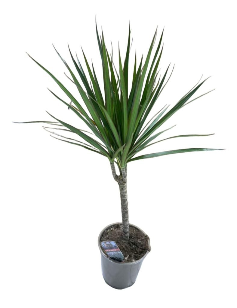 Dracena