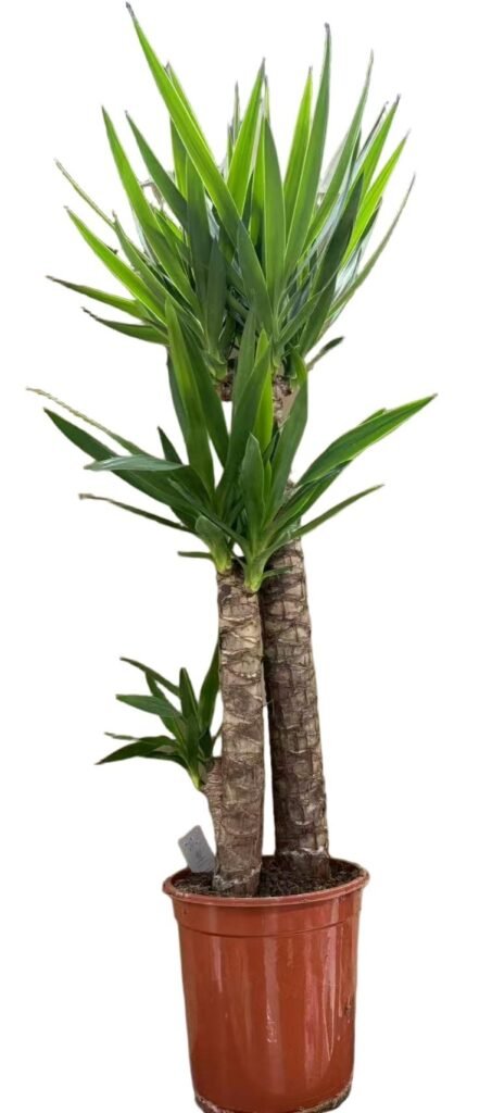 Yucca velika