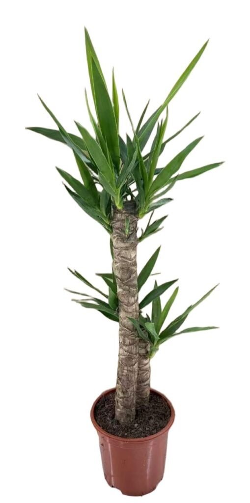 Yucca mala