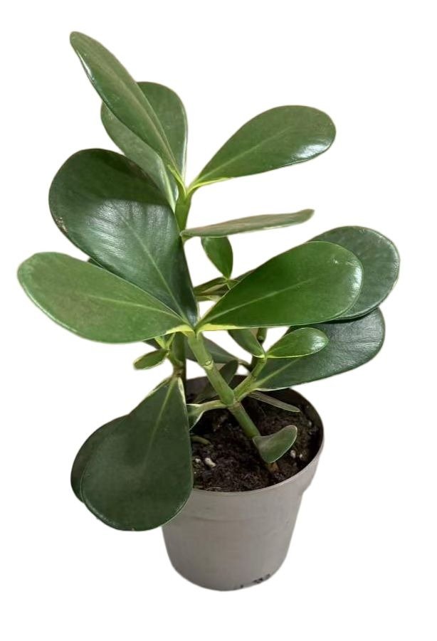 Kluzia Fikus