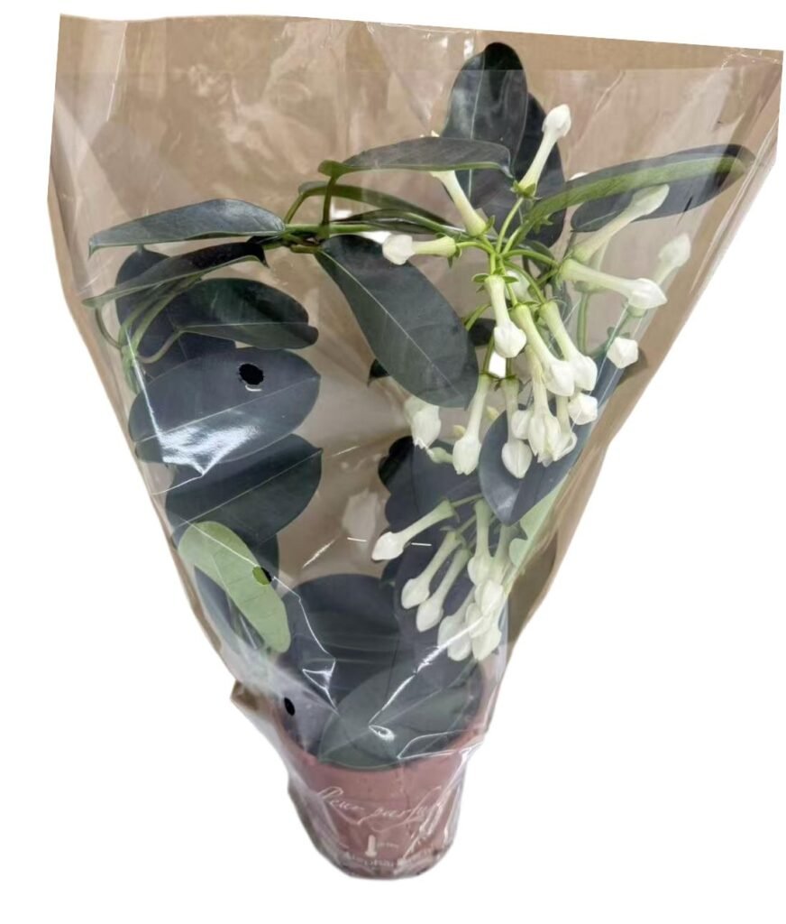 Stefanotis(Jasmin)