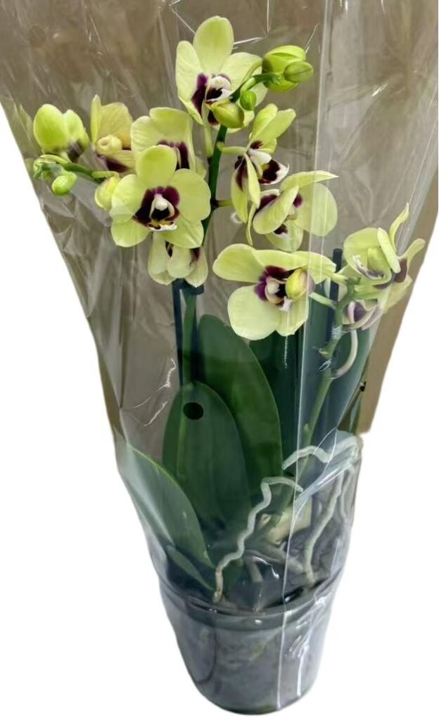 Stefanotis(Jasmin)
